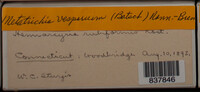 Metatrichia vesparium image